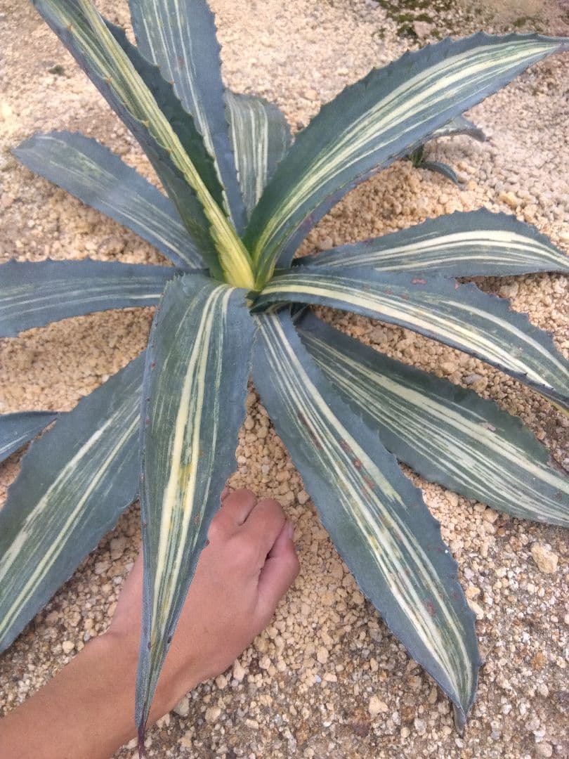 アガベ　アメリカーナ　白縞斑　大株約70センチ❗　②