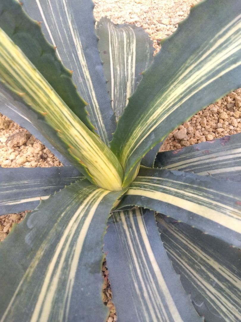 アガベ　アメリカーナ　白縞斑　大株約70センチ❗　②