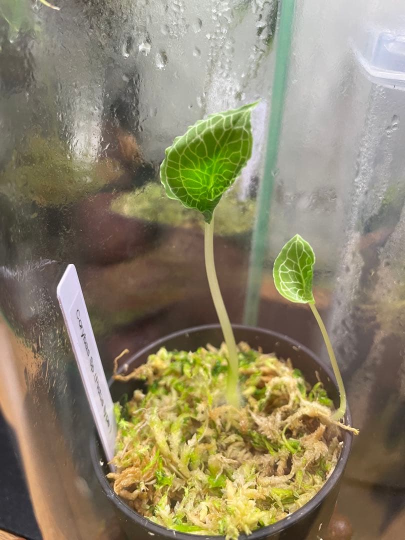 【コリバス】Corybas Sp.(2球)