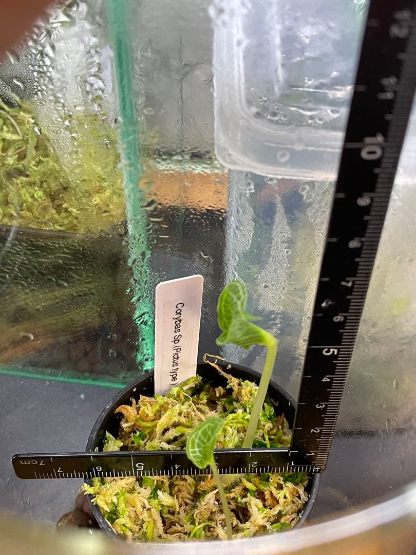 【コリバス】Corybas Sp.(2球)