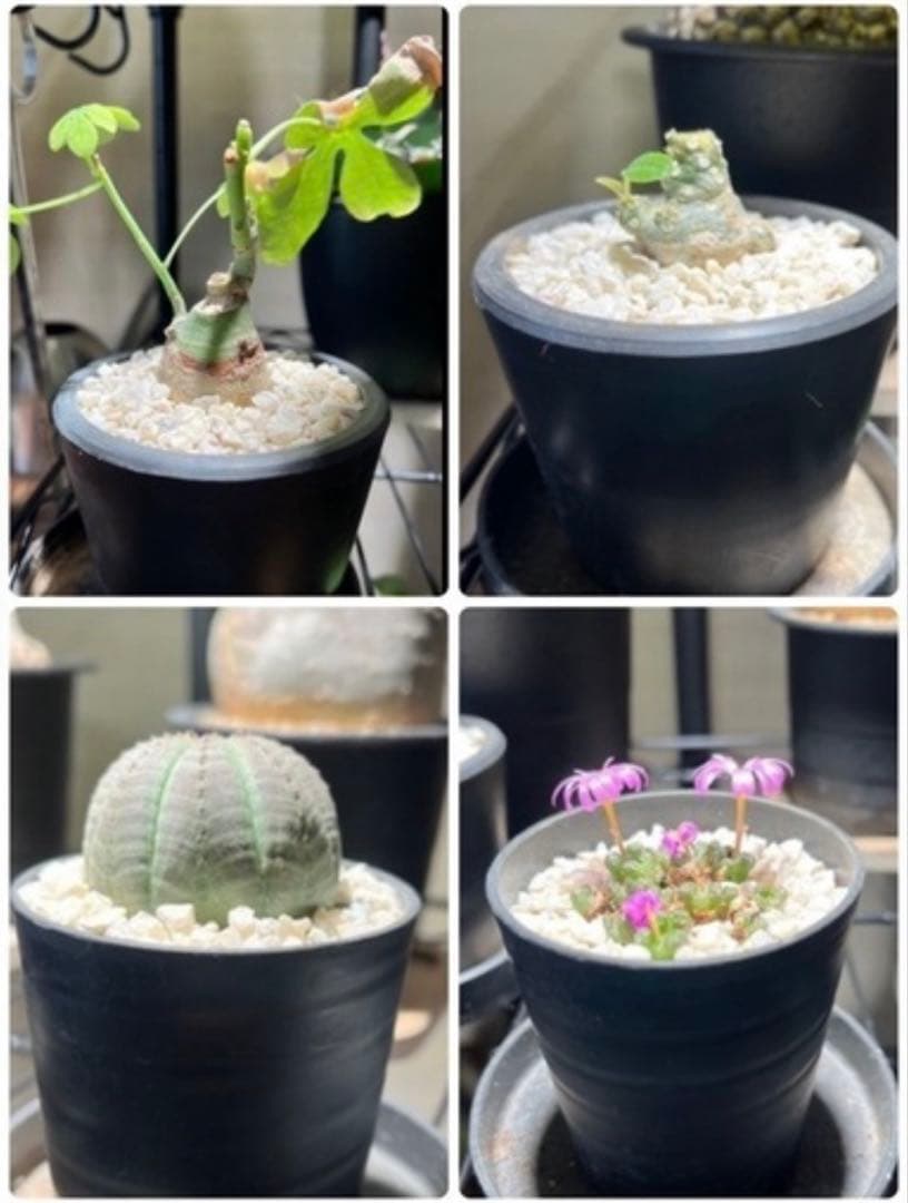 観葉植物 塊根植物 まとめ売り