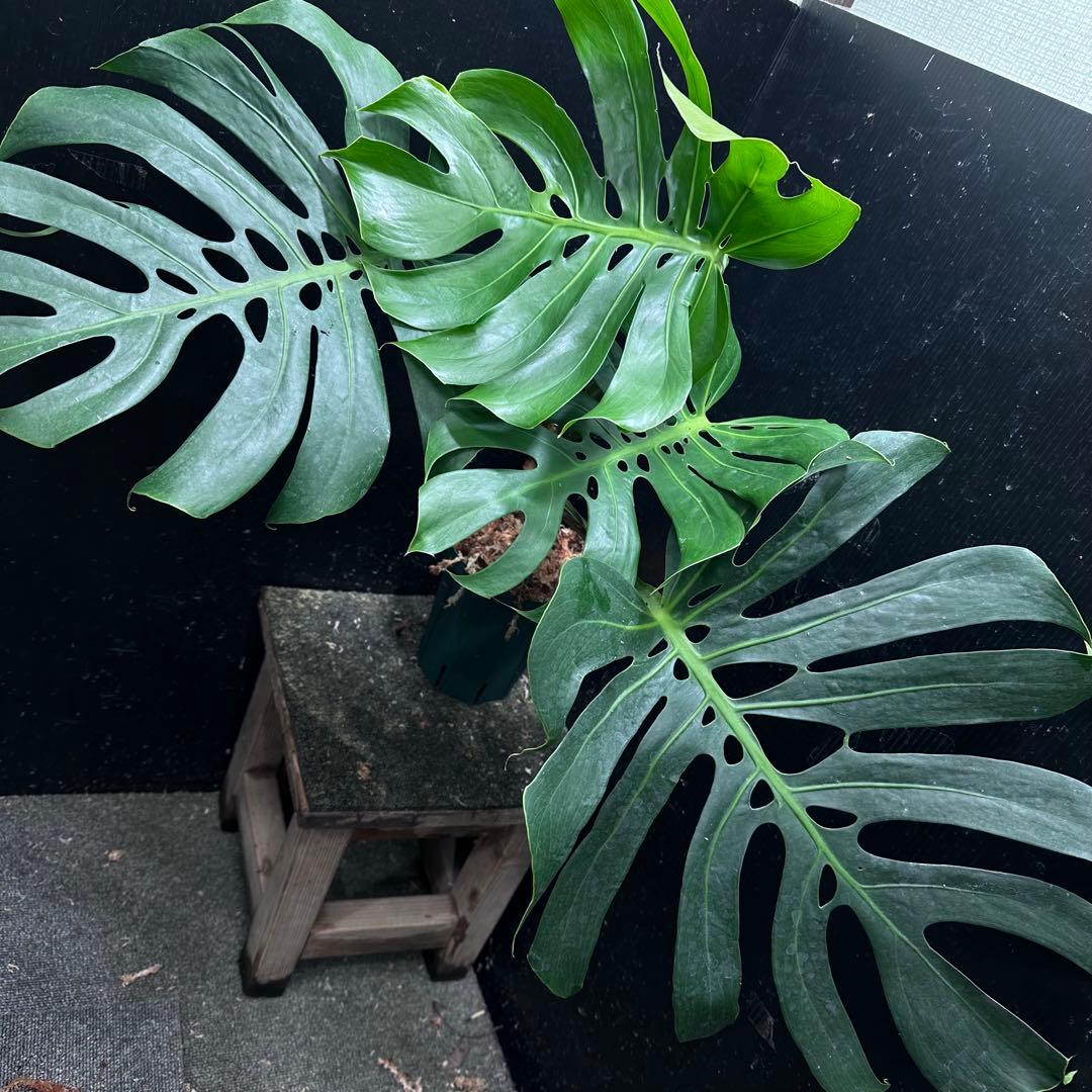 D*t様 モンステラデリシオーサマクロコズム超希少系統鉢植え68㎝