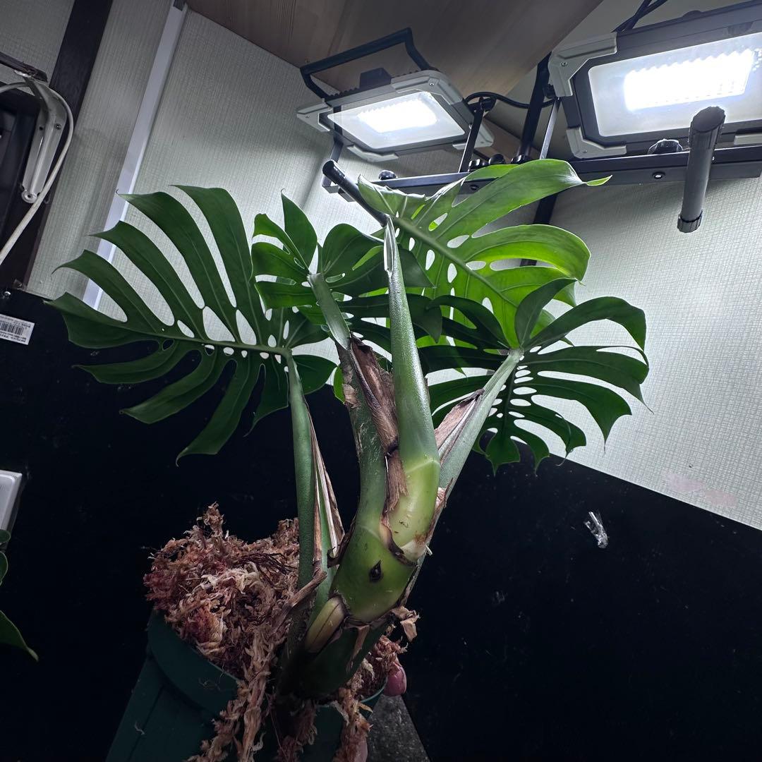D*t様 モンステラデリシオーサマクロコズム超希少系統鉢植え68㎝
