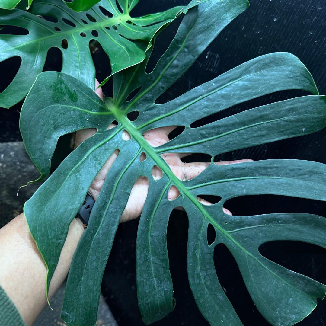 D*t様 モンステラデリシオーサマクロコズム超希少系統鉢植え68㎝