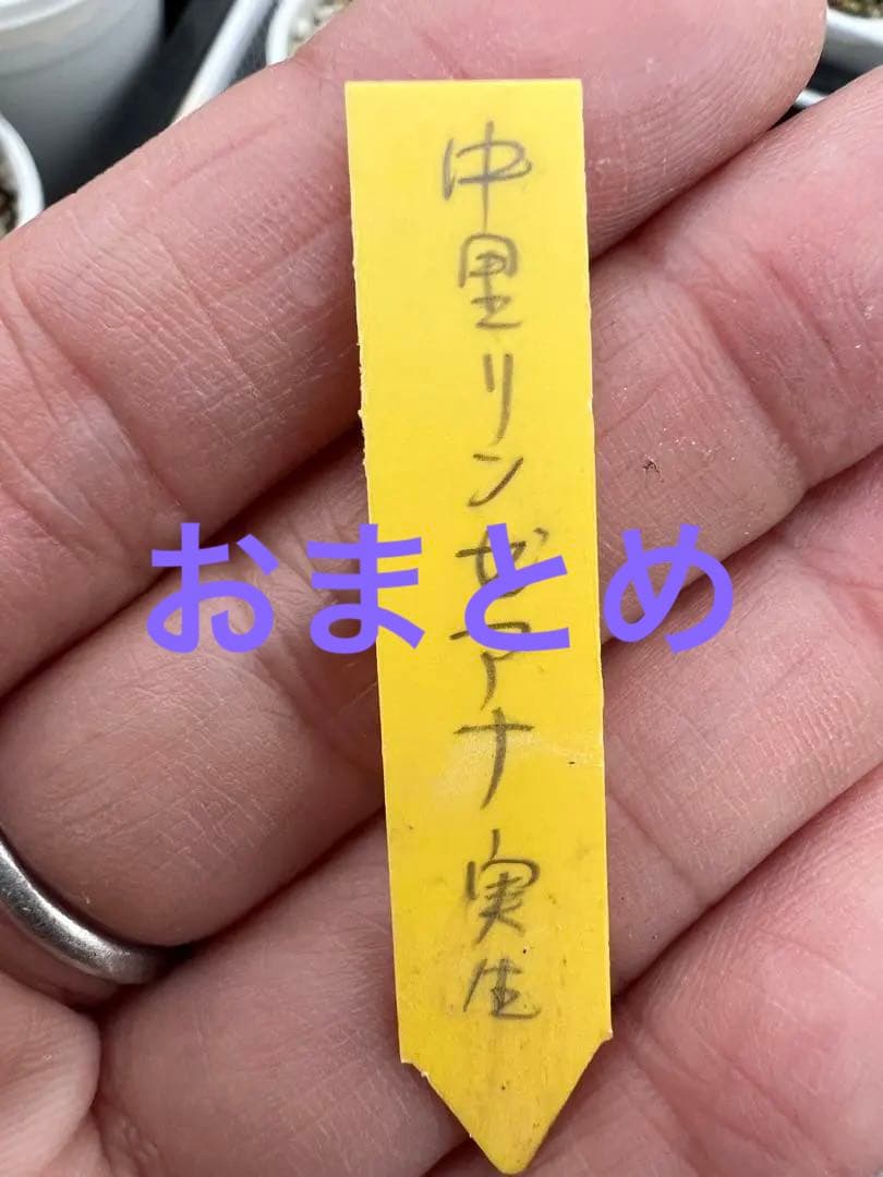 多肉植物　中里リンゼアナ　札のみ