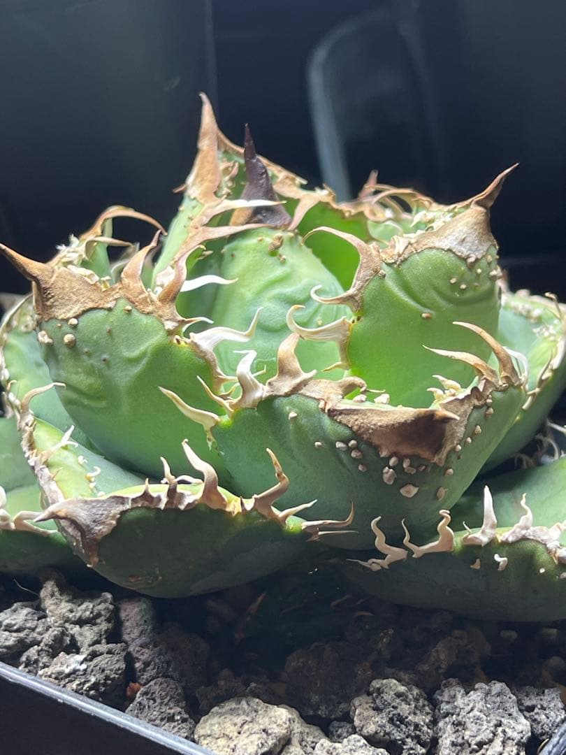 アガベ チタノタ　Dennis血統　ノーネーム（studs）ぶつぶつ