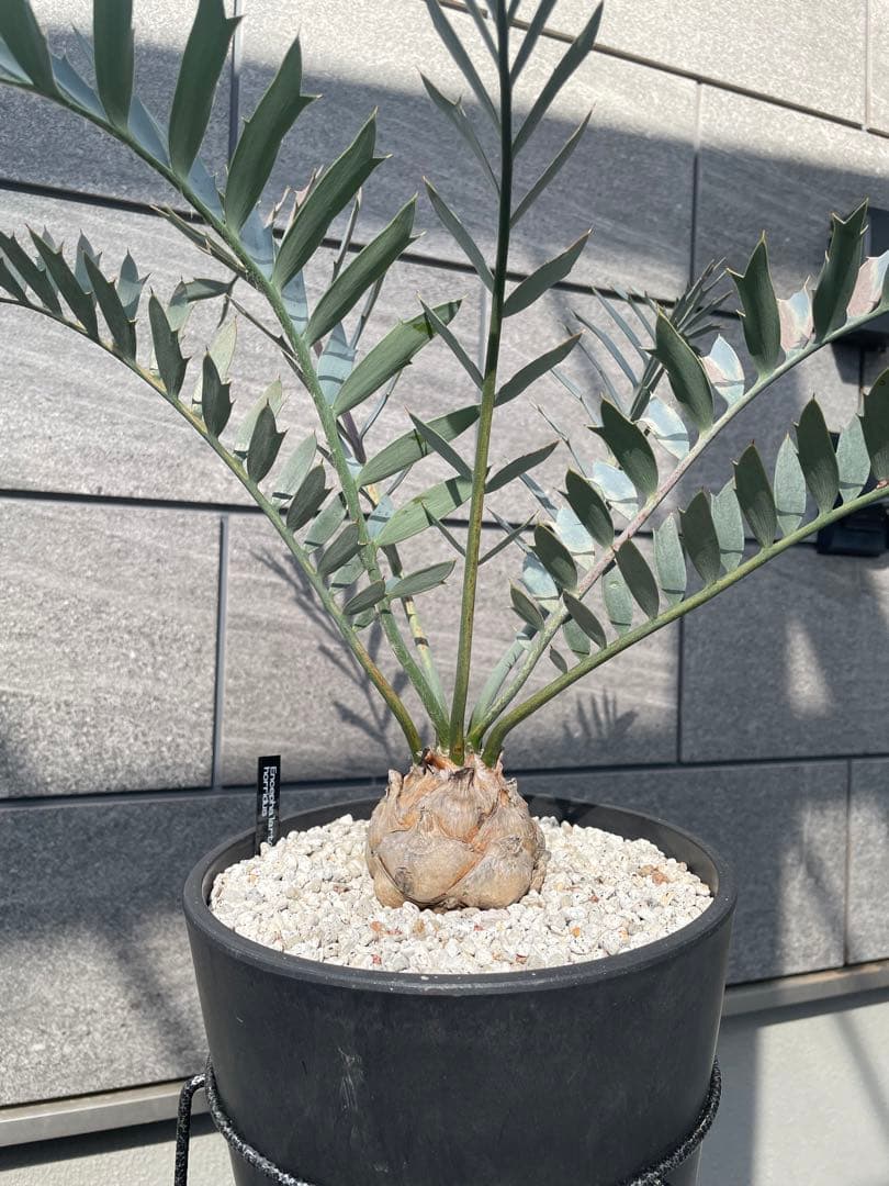 エンセファラルトス ホリダス　丸株