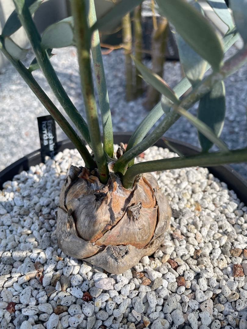 エンセファラルトス ホリダス　丸株