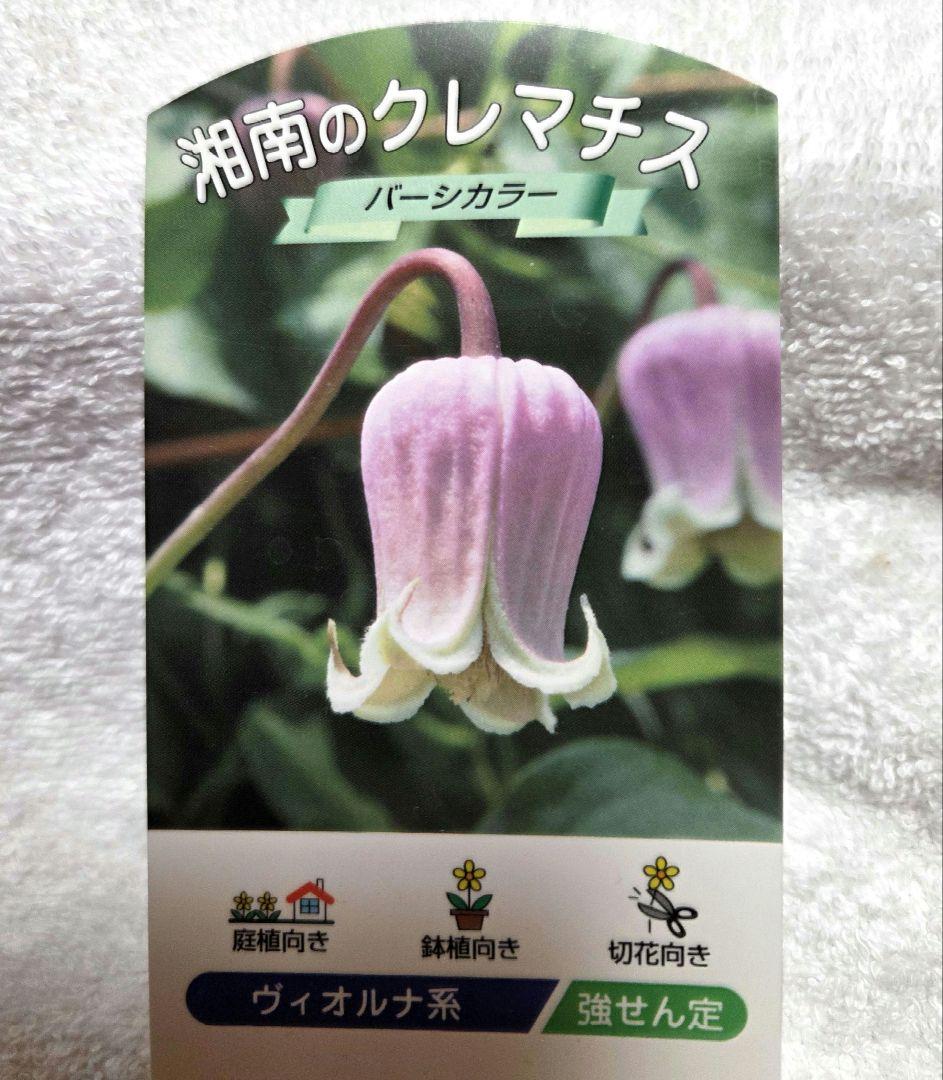 クレマチス バーシカラー　正規品ラベル付き　大苗　5年生苗