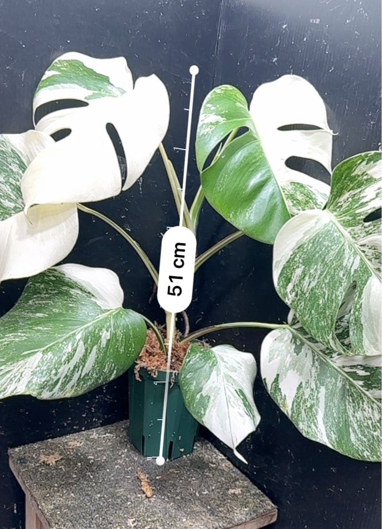 ば*ん様 斑入りモンステラ ホワイトタイガー極美大株51cm白斑多