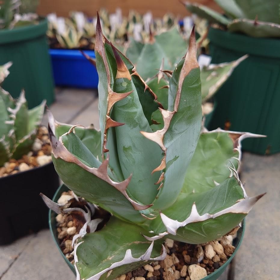 アガベ チタノタ オアハカ Agave titanota Oaxaca 14