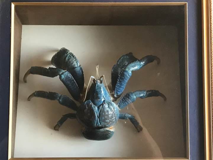 蟹の標本