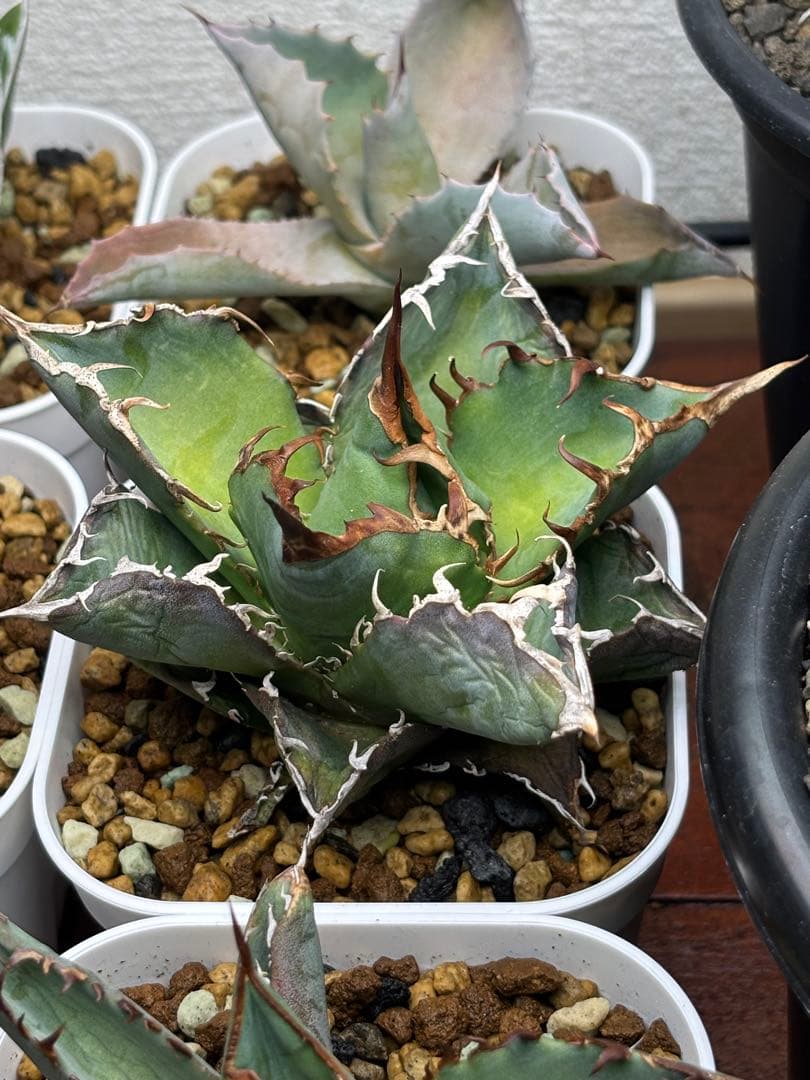 アガベ チタノタ Tony白鯨 willing plant