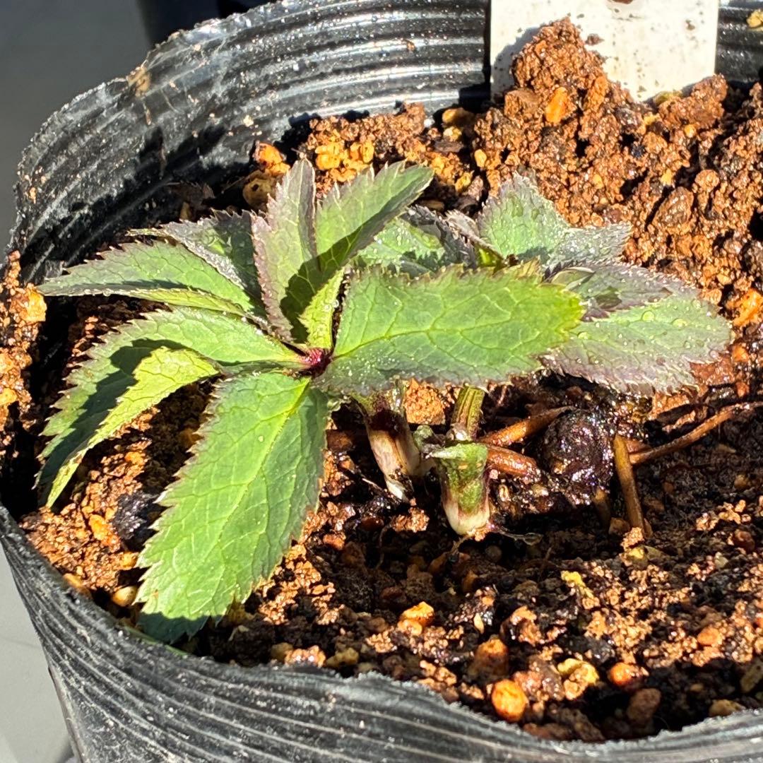 ま*ち様 ☘️限定一株☘️直筆タグ付き☘️3386⭐️WM原生地採取⭐️occi