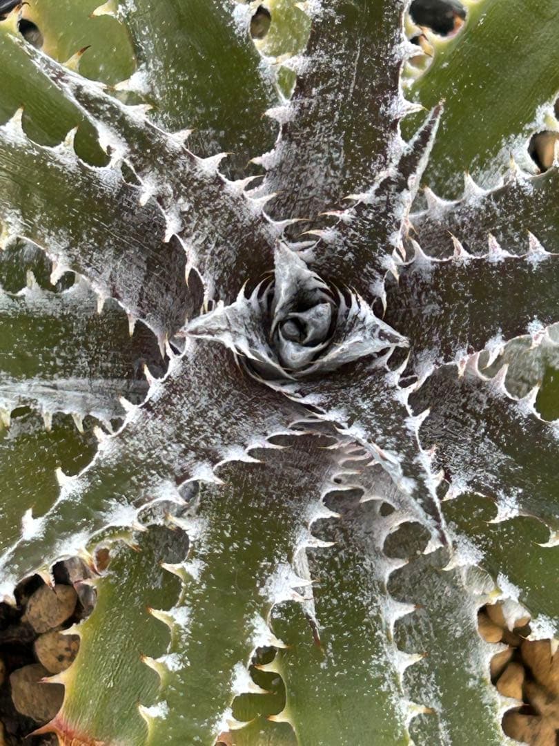 DBディッキア Dyckia Bill Baker hybrid #222