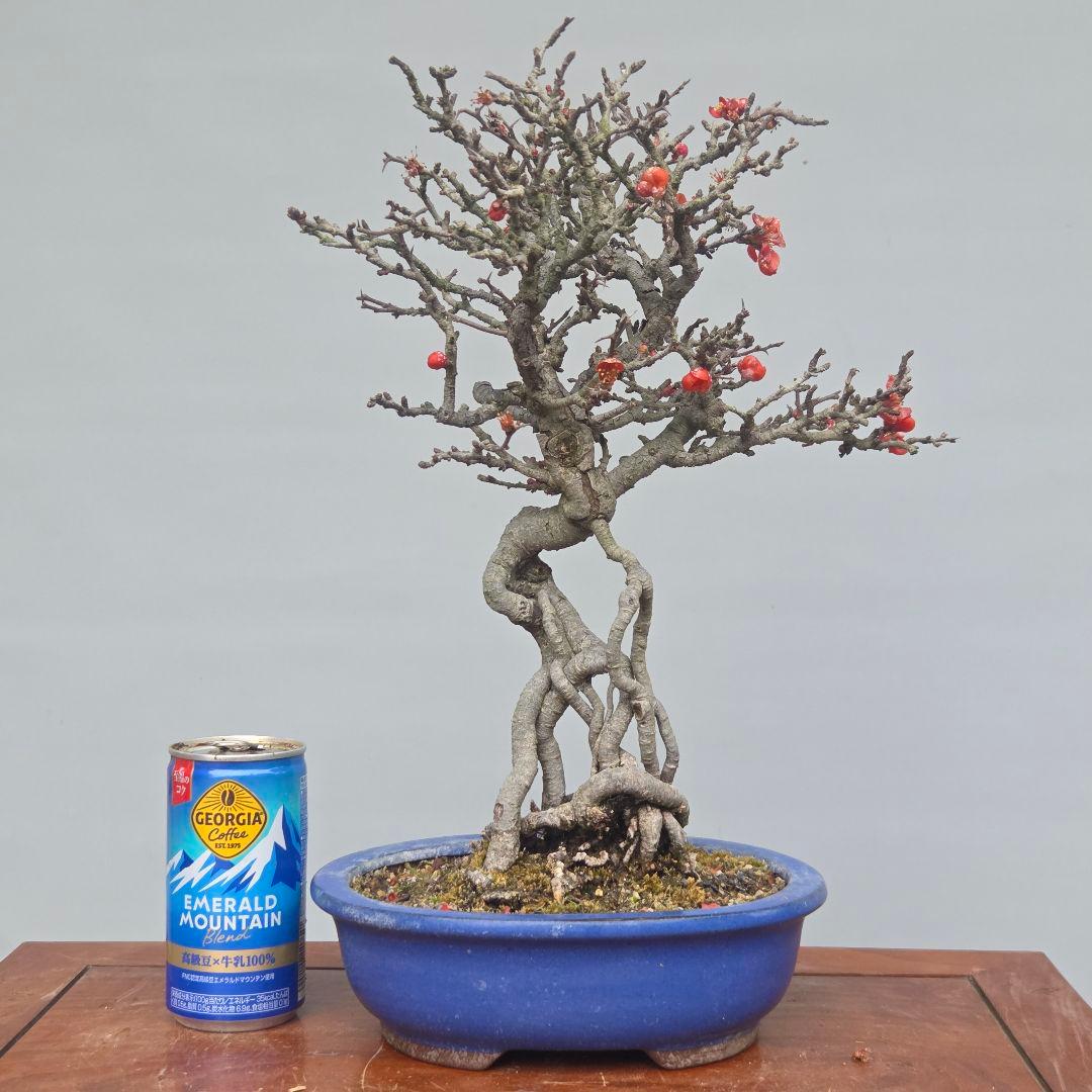 長寿梅　[根上がり赤花]　貴風盆栽