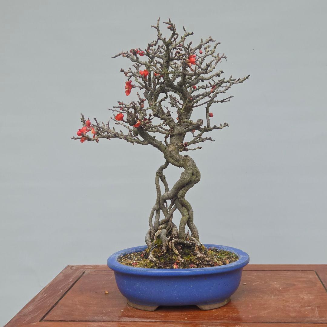 長寿梅　[根上がり赤花]　貴風盆栽