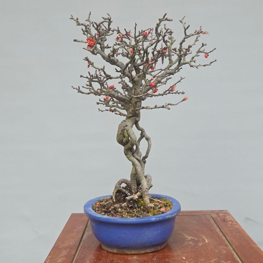 長寿梅　[根上がり赤花]　貴風盆栽