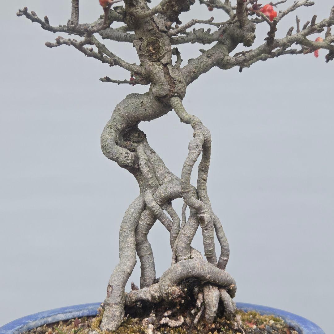 長寿梅　[根上がり赤花]　貴風盆栽