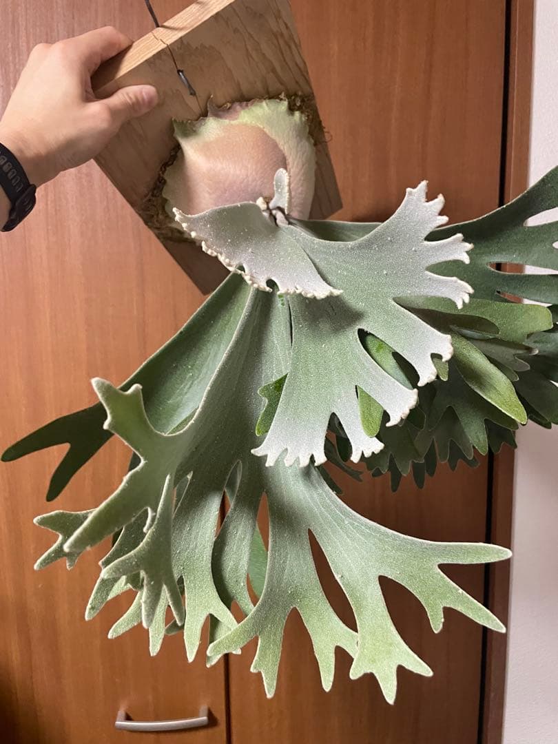 P.celso ビカクシダ　セルソタツタ　オリジナル　親株