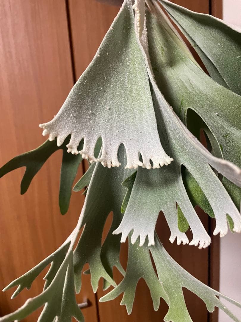 P.celso ビカクシダ　セルソタツタ　オリジナル　親株