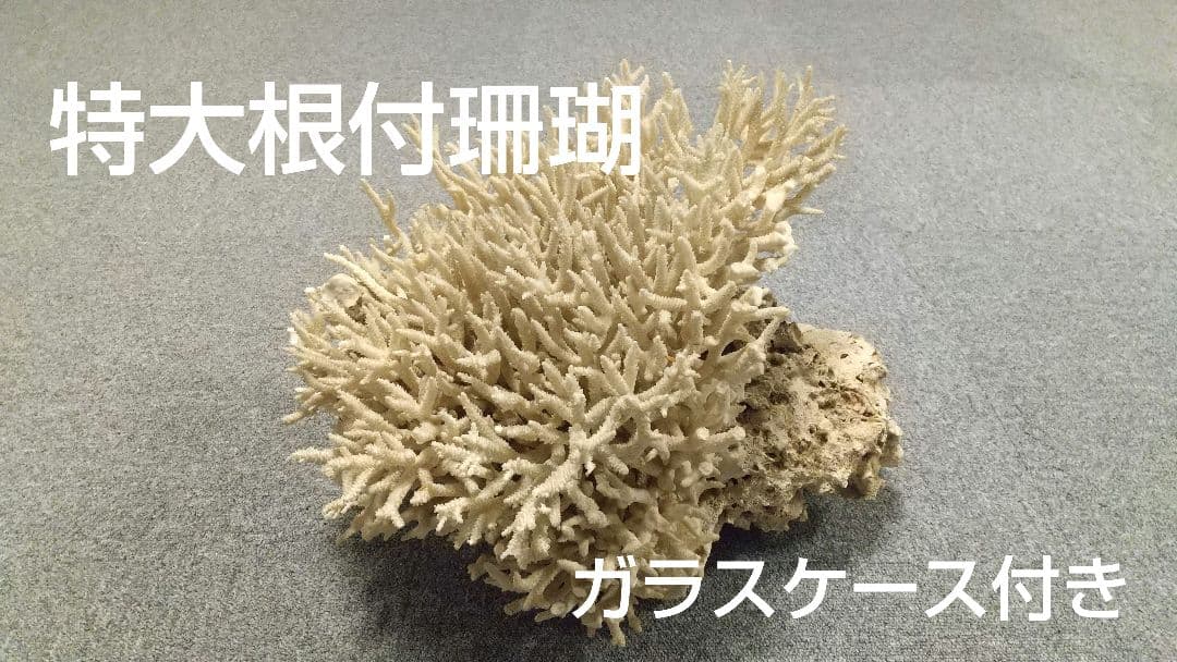 天然珊瑚✴︎根付きテーブルサンゴ ガラスケース付き
