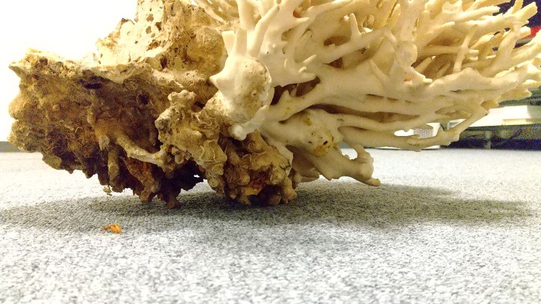 天然珊瑚✴︎根付きテーブルサンゴ ガラスケース付き