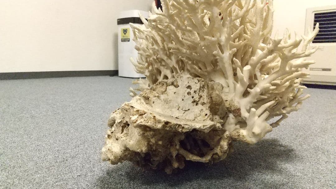 天然珊瑚✴︎根付きテーブルサンゴ ガラスケース付き