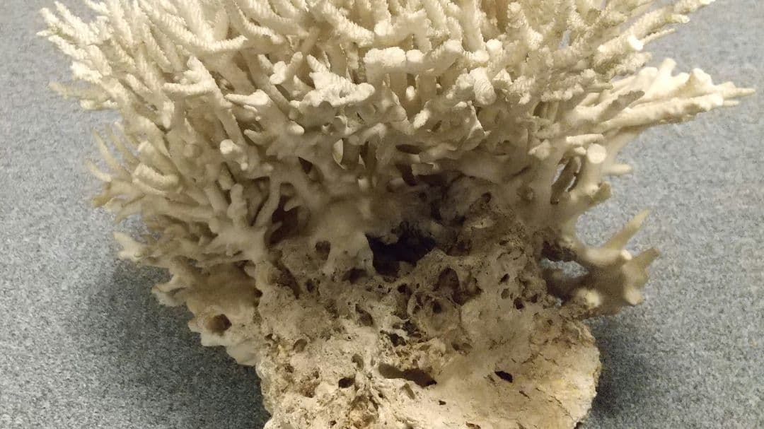 天然珊瑚✴︎根付きテーブルサンゴ ガラスケース付き