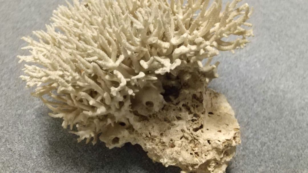 天然珊瑚✴︎根付きテーブルサンゴ ガラスケース付き