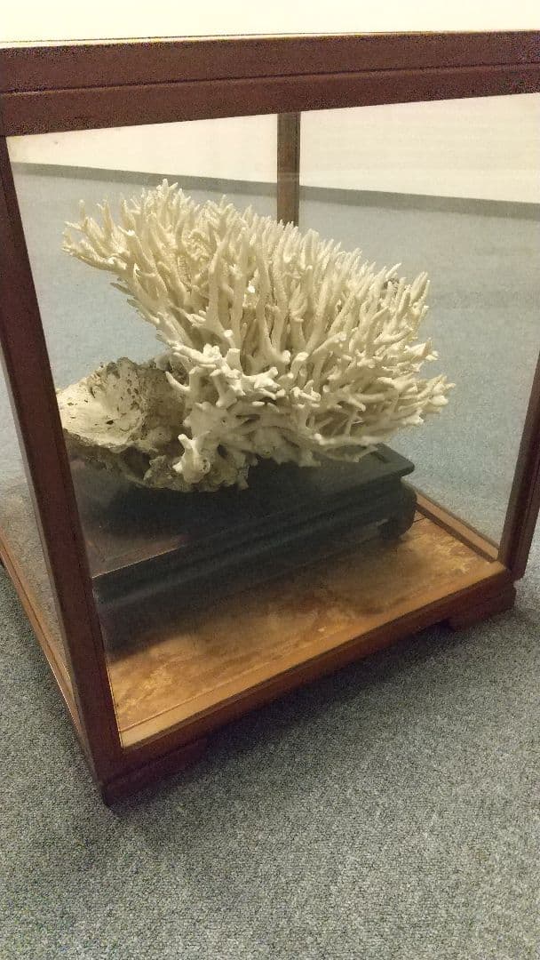 天然珊瑚✴︎根付きテーブルサンゴ ガラスケース付き