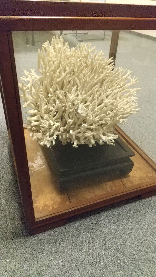 天然珊瑚✴︎根付きテーブルサンゴ ガラスケース付き