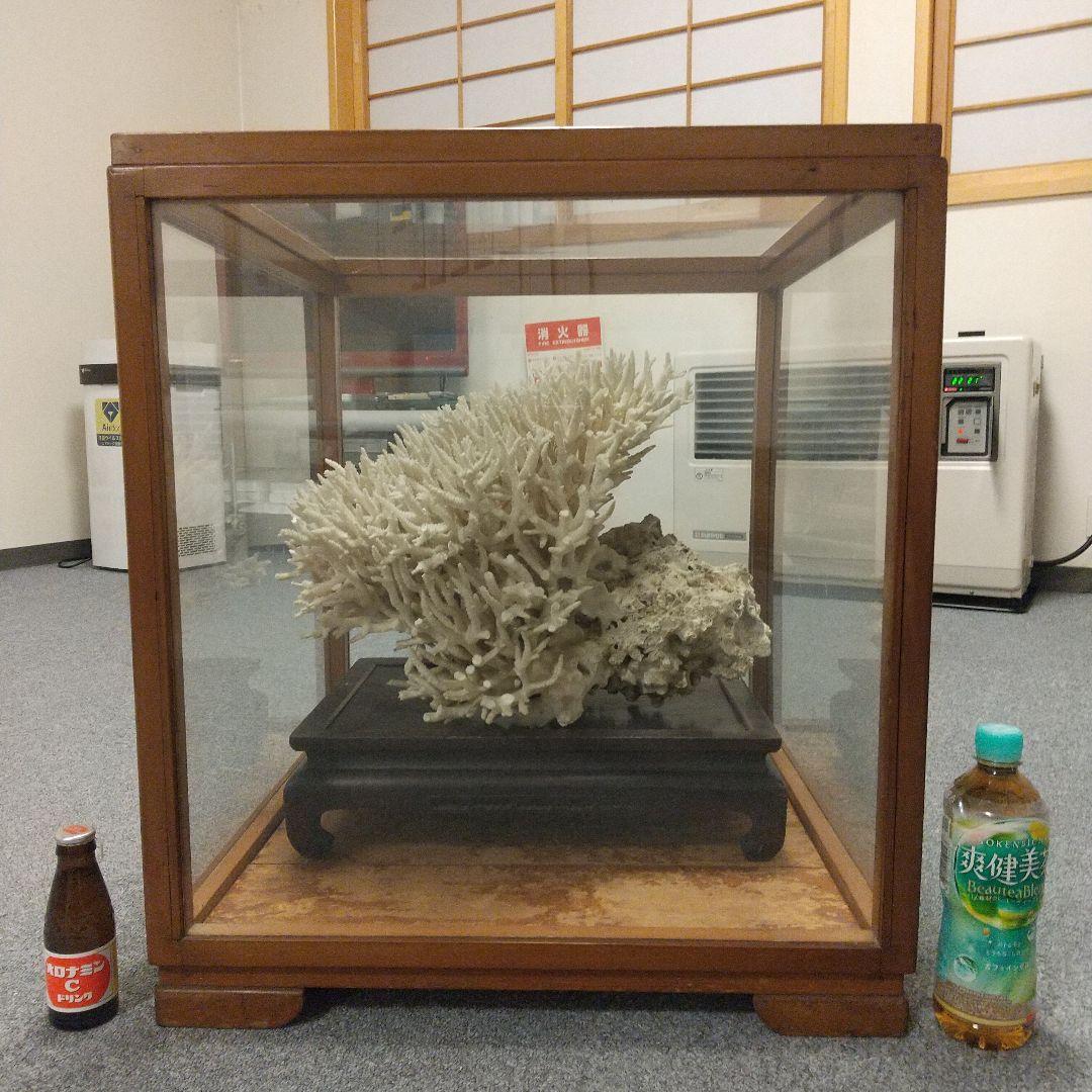 天然珊瑚✴︎根付きテーブルサンゴ ガラスケース付き