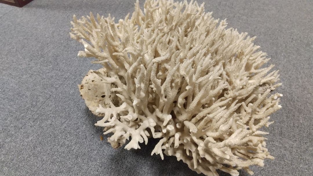 天然珊瑚✴︎根付きテーブルサンゴ ガラスケース付き