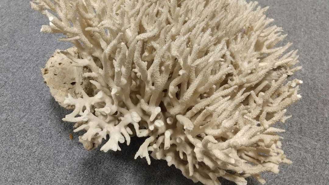 天然珊瑚✴︎根付きテーブルサンゴ ガラスケース付き