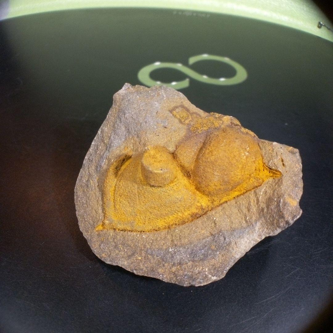 三葉虫　化石　fossil　海　ボリビア産　trilobite　ボリビア化石郡⑧