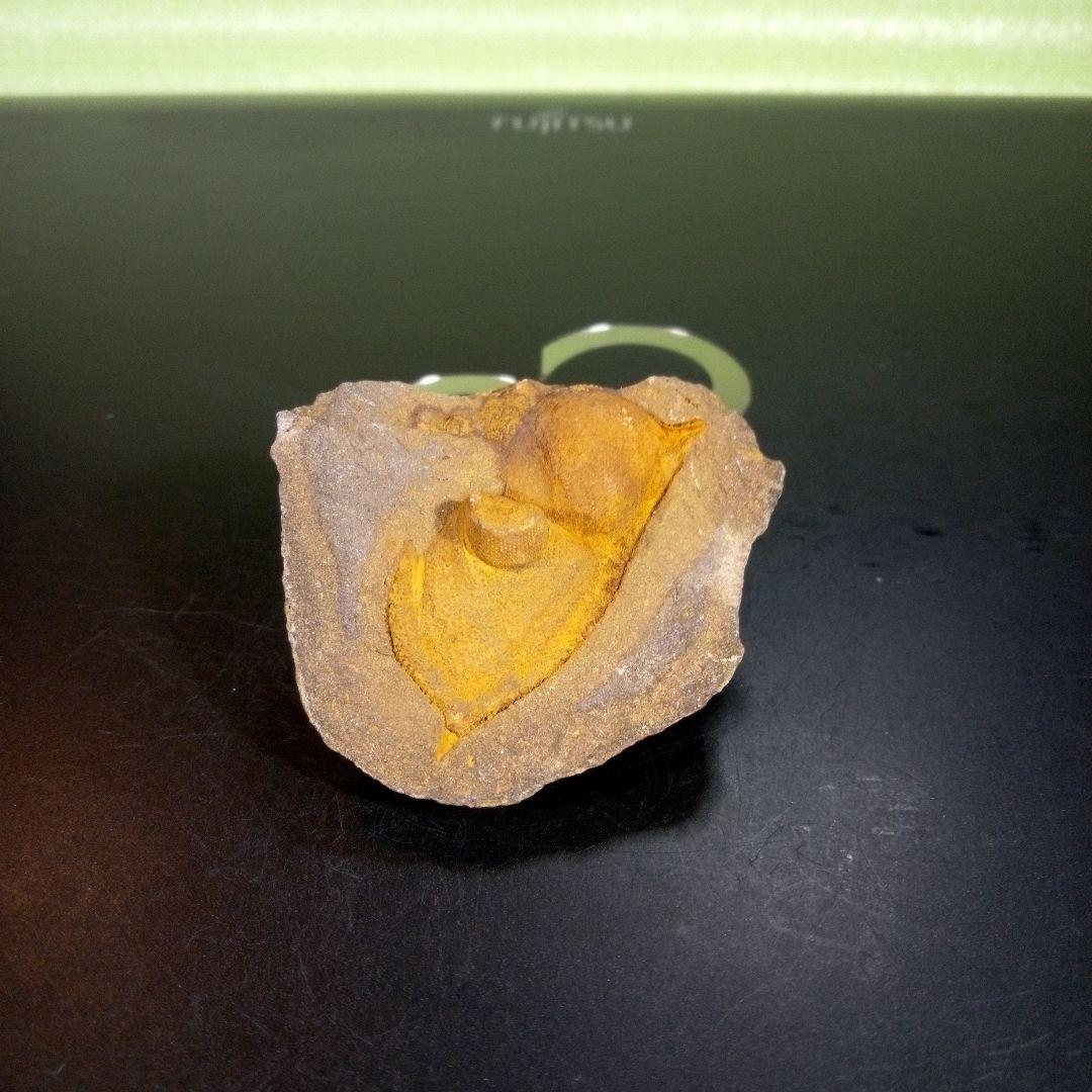 三葉虫　化石　fossil　海　ボリビア産　trilobite　ボリビア化石郡⑧