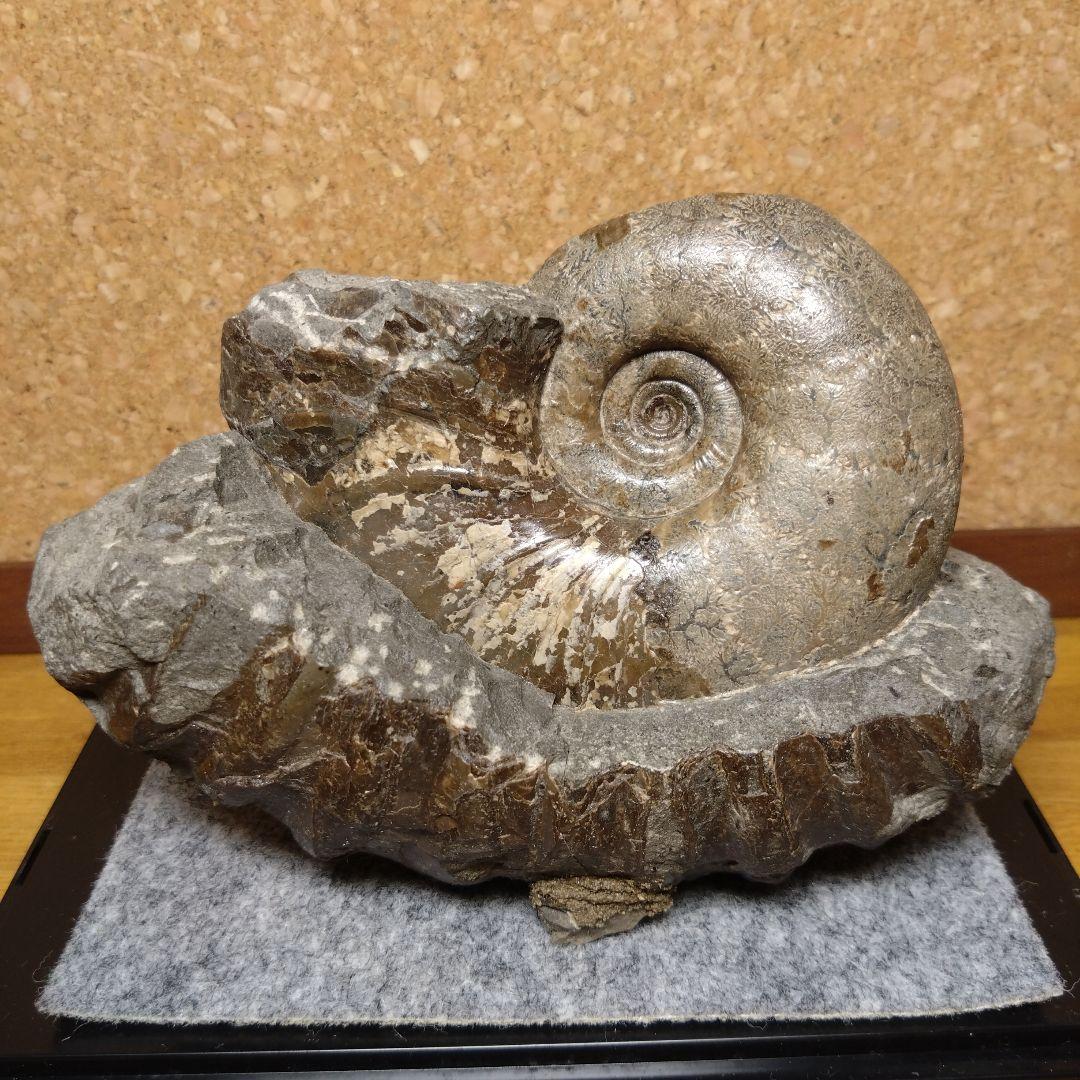 アンモナイト化石 15.0cm（112）