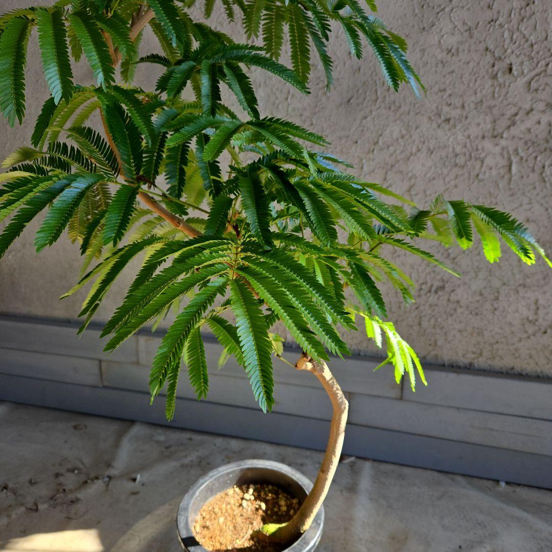 ⑫　エバーフレッシュ曲がり仕立て　8号特大苗木最高等級極上品‼️