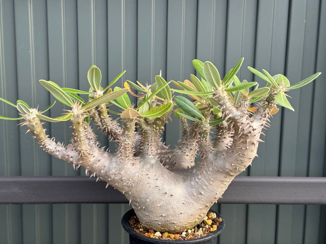 パキポディウム　デンシフローラム　現地球　発根済み