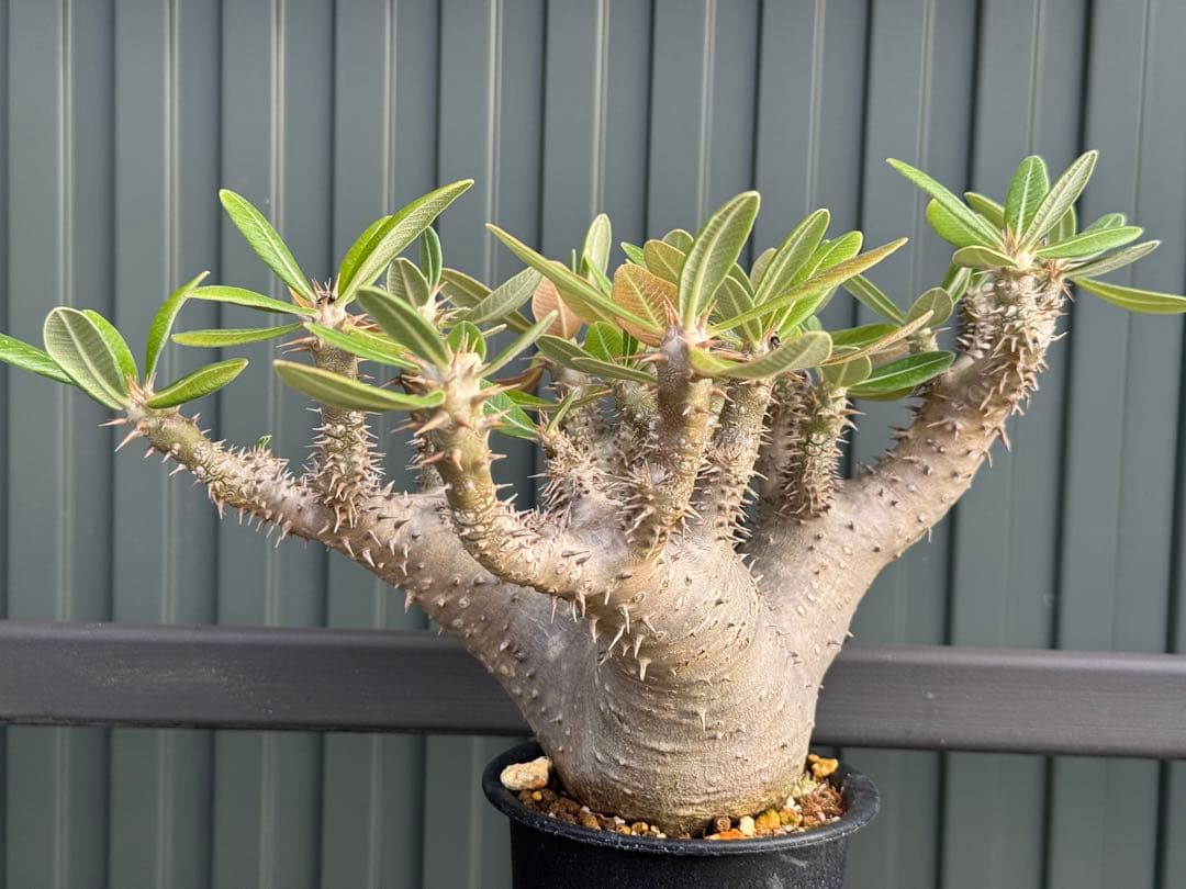 パキポディウム　デンシフローラム　現地球　発根済み