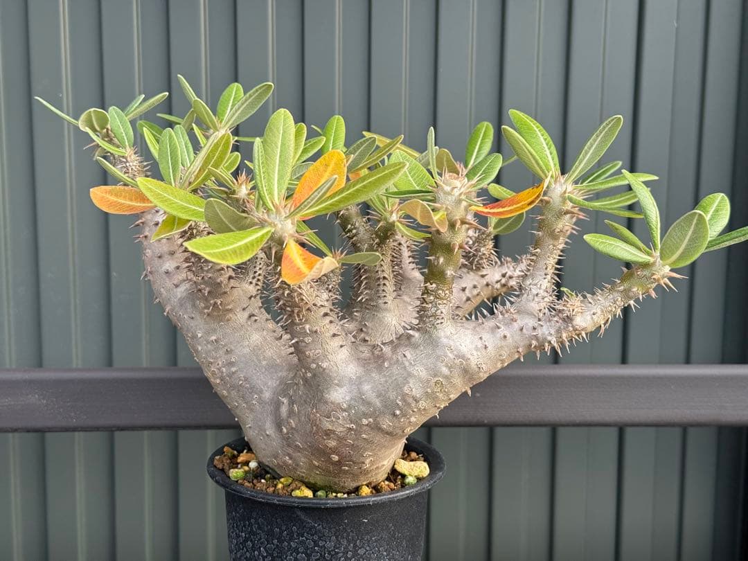 パキポディウム　デンシフローラム　現地球　発根済み