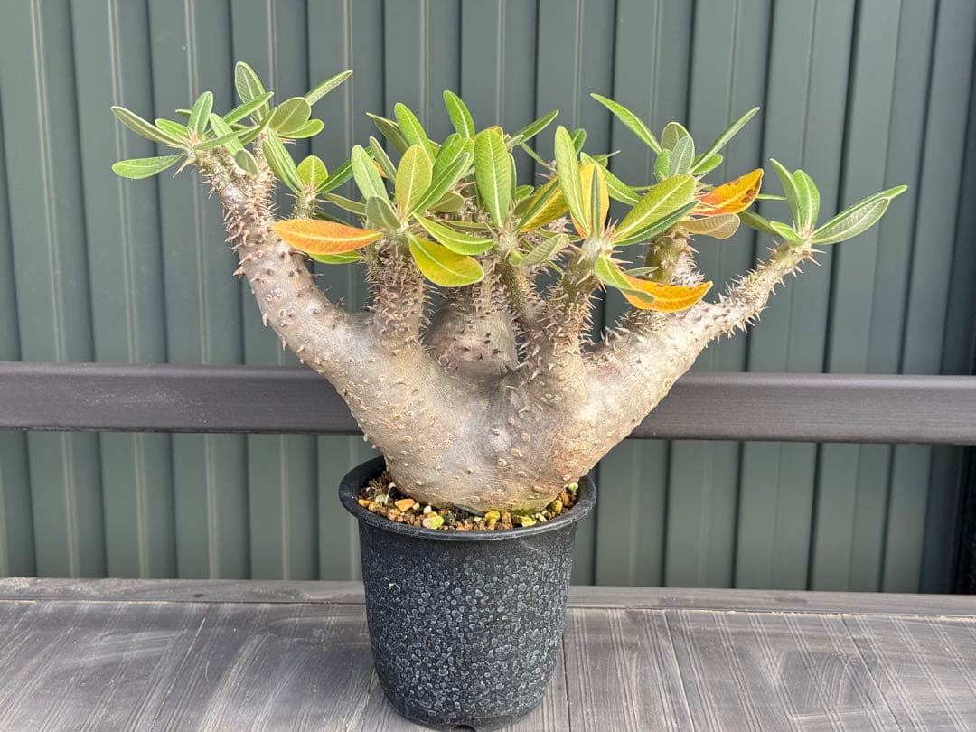 パキポディウム　デンシフローラム　現地球　発根済み