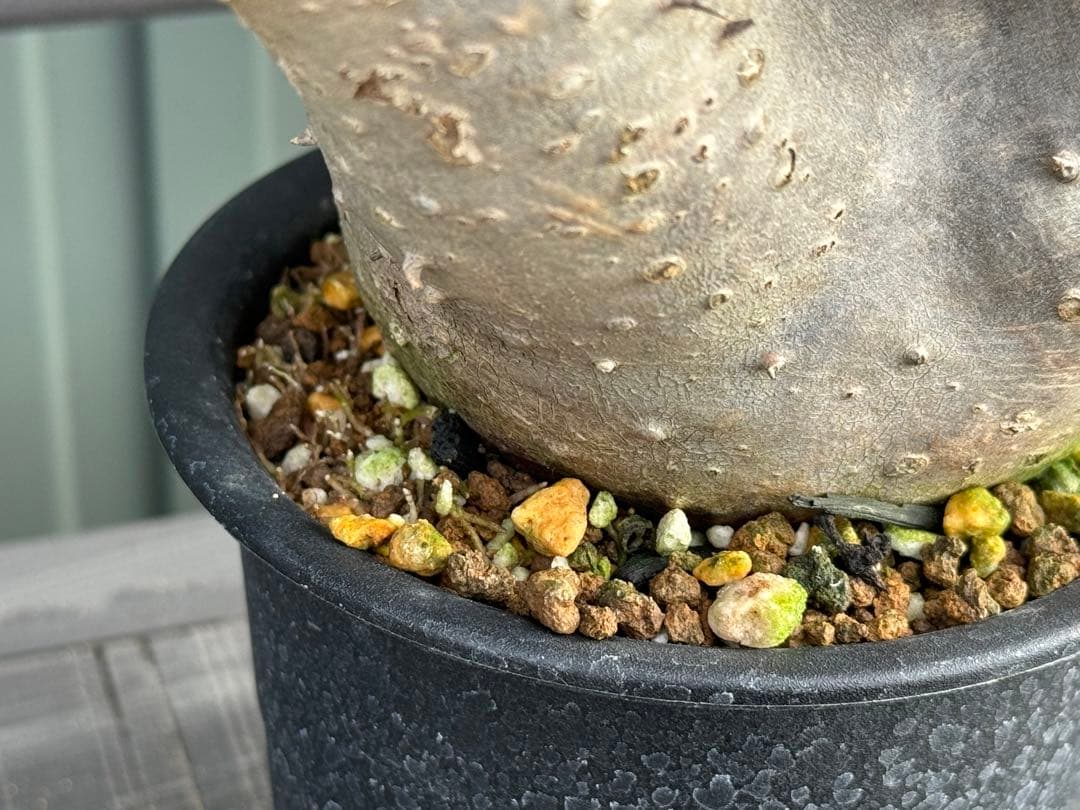 パキポディウム　デンシフローラム　現地球　発根済み