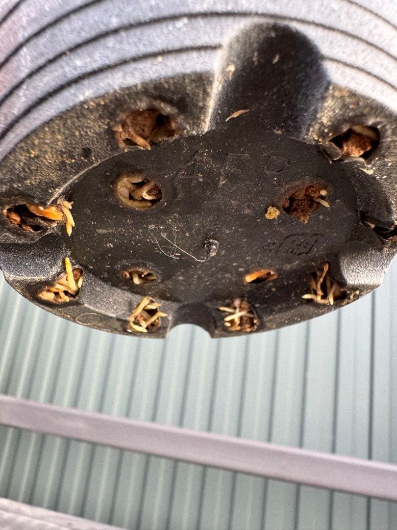 パキポディウム　デンシフローラム　現地球　発根済み