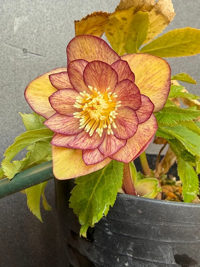 K*i様 クリスマスローズ 開花株ddムルチオーレア 充実株 大木ナーセリー