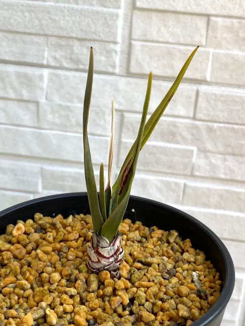 【希少】 ドラセナ シナバリ 優良株 実生4年