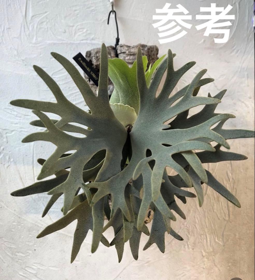 ビカクシダ　ウィリンキー　OMG コルク付け