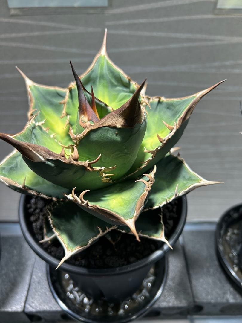 中型アガベ グリーンモンスター