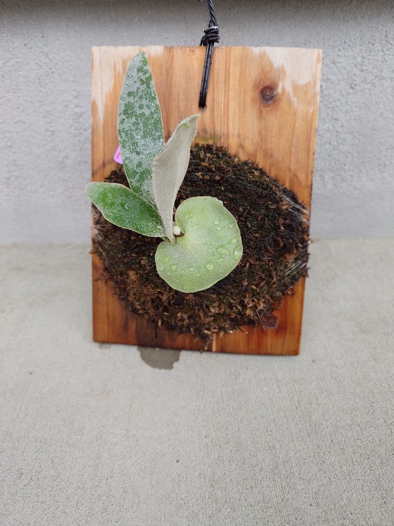 ビカクシダP 'Elsa' Pewchan  Queen F307 子株